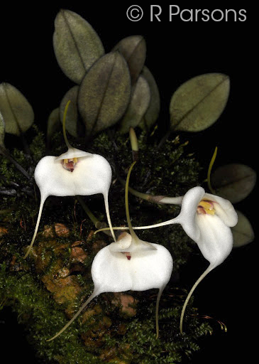 Masdevallia andreettaeana