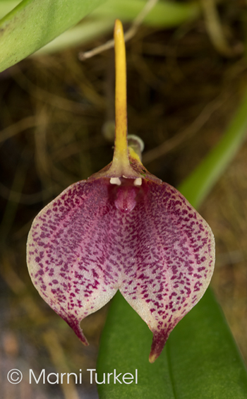 Masdevallia floribunda