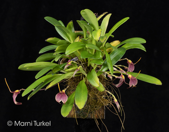 Masdevallia floribunda