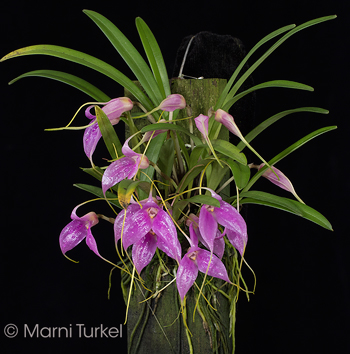 Masdevallia lamprotyria