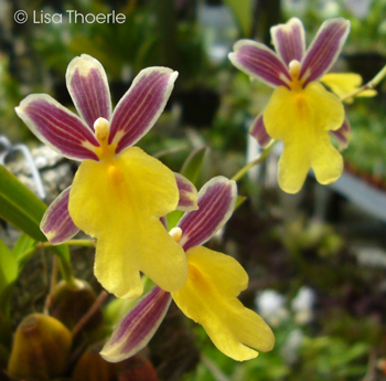 Oncidium ghiesbreghtianum