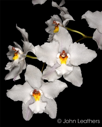 Odontoglossum nobile