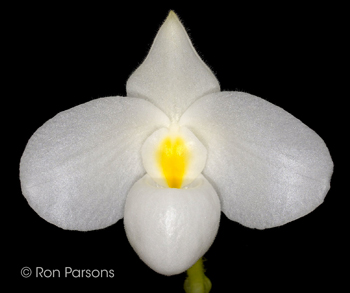 Paphiopedilum delenatii album