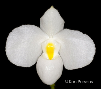 Paphiopedilum delenatii album