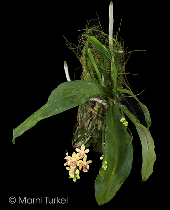 Phalaenopsis deliciosa subsp hookeriana
