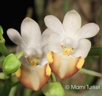 Phalaenopsis lobbii