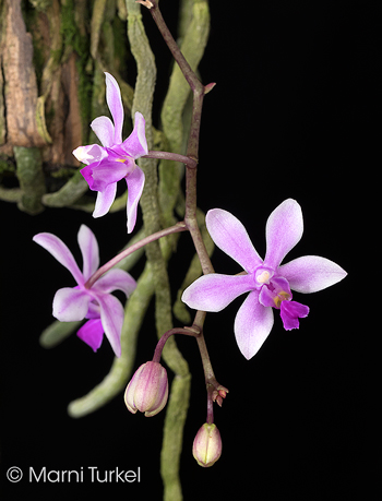 Phalaenopsis wilsonii