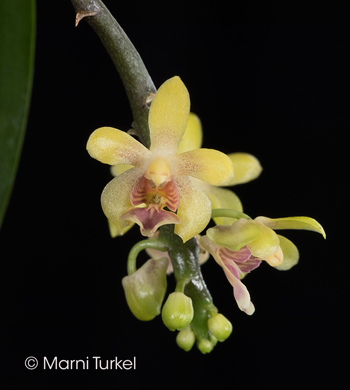 Phalaenopsis deliciosa subsp hookeriana