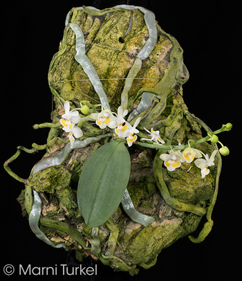 Phalaenopsis gibbosa