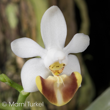 Phalaenopsis lobbii