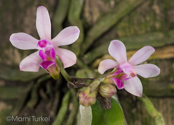 Phalaenopsis taenialis