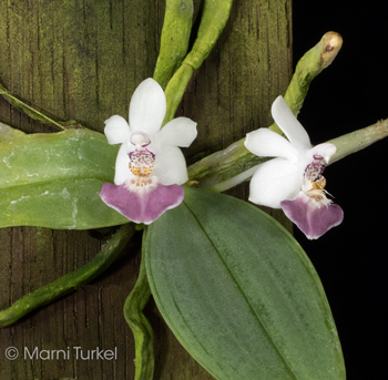 Phalaenopsis parishii 7462