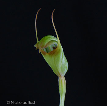 Pterostylis concinna