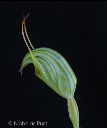 Pterostylis concinna