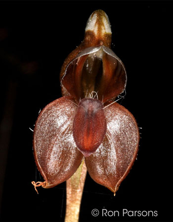 Pterostylis saxicola