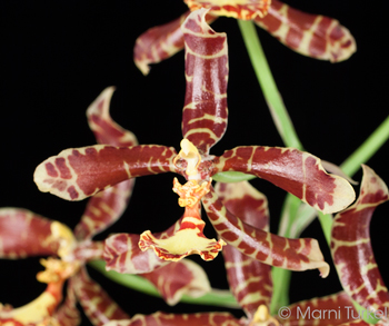 Rossioglossum insleayi