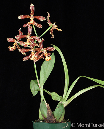 Rossioglossum insleayi