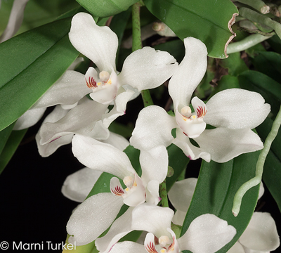 Sarcochilus falcatus 