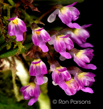 Schoenorchis fragrans