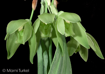 Sudamerlycaste dyeriana