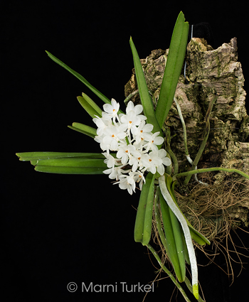 Vanda ampullacea alba