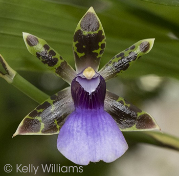 Zygopetalum maxillare