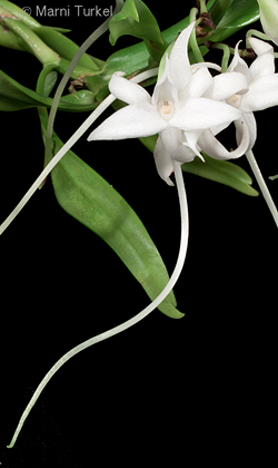 Angraecum florulentum