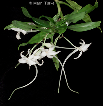 Angraecum florulentum