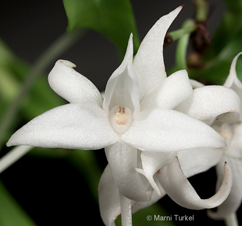 Angraecum florulentum