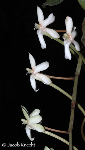 Aerangis cortiacea