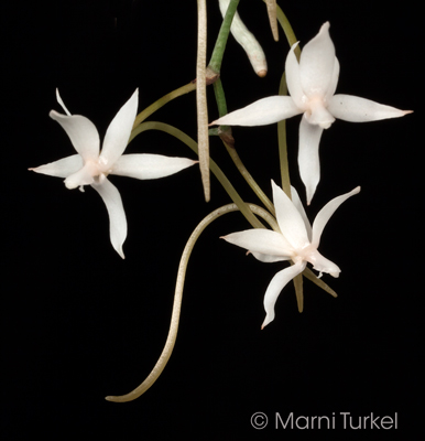 Aerangis jacksonii