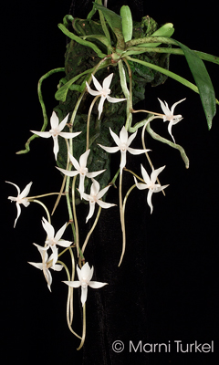 Aerangis jacksonii