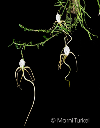 Angraecum arachnites