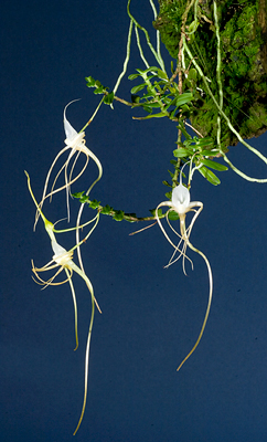 Angraecum arachnites