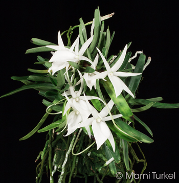 Angraecum didier