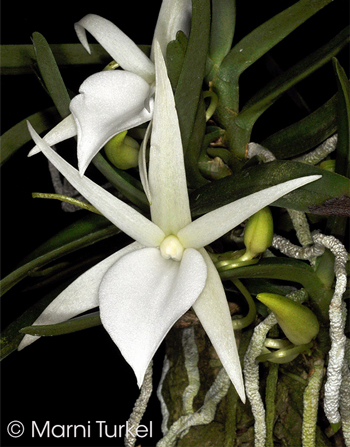 Angraecum didier