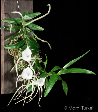 Angraecum germinyanum