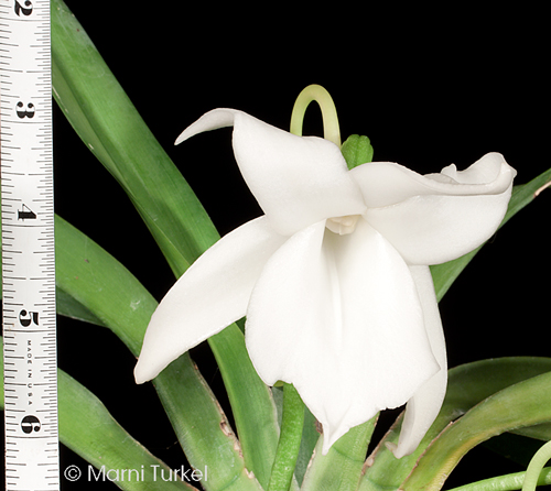 Angraecum magdalenae