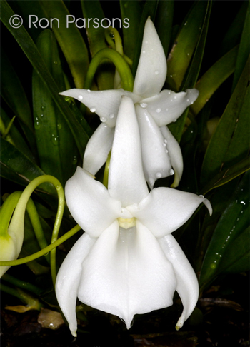 Angraecum magdalenae