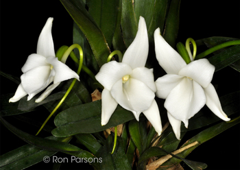 Angraecum magdalenae