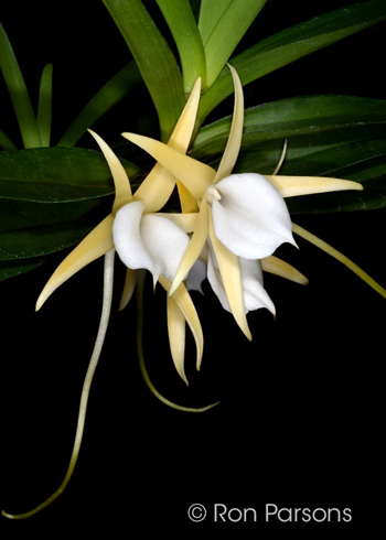 Angraecum obesum