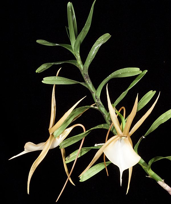 Angraecum vigueiri