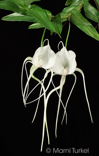 Angraecum germinyanum