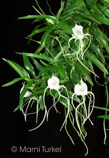 Angraecum germinyanum 1040