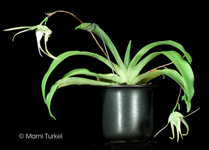 Aeranthes grandiflora