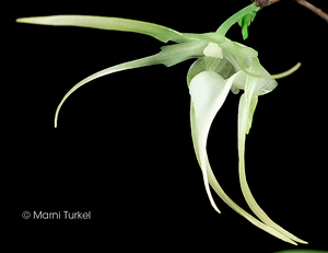 Aeranthes grandiflora