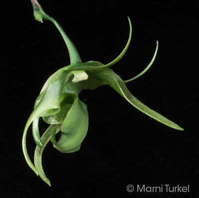 Aeranthes ramosa 'Stony Point'