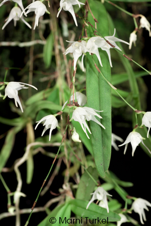 Aeranthes setipes