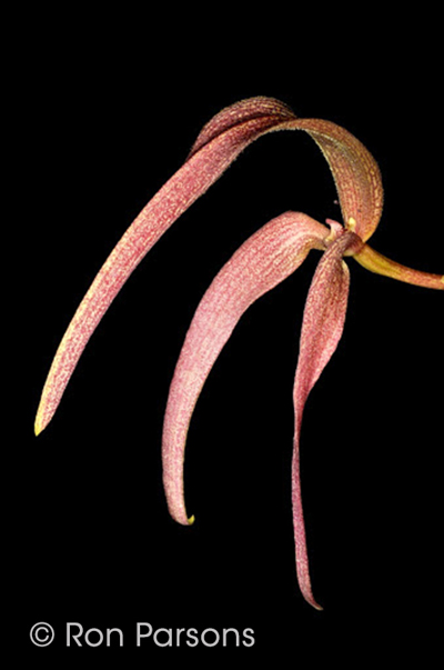 Bulbophyllum  bandischii