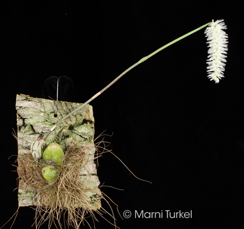 Bulbophyllum comosum